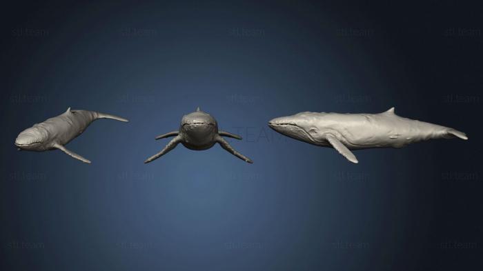 3D model Whale (STL)